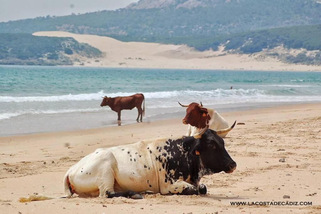 El Duende De Tarifa Hébergement de vacances Facinas